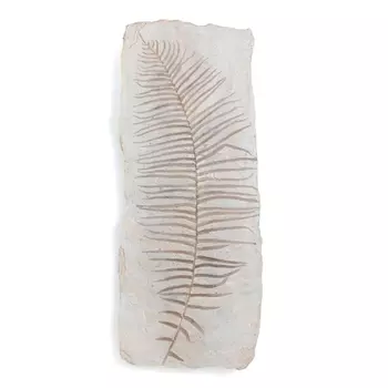 Украшение AM.PM