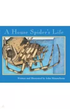 A House Spider's Life