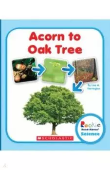 Acorn to Oak Tree