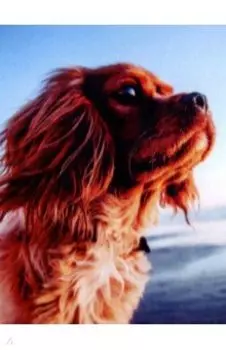 Алмазная мозаика Собака