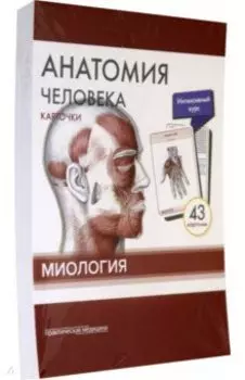 Анатомия человека. Карточки. Миология