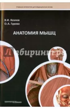 Анатомия мышц. Учебное пособие