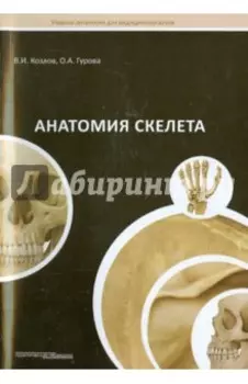 Анатомия скелета