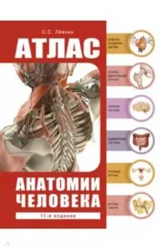 Атлас анатомии человека