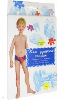 Дидактические карточки.Как устроен человек?