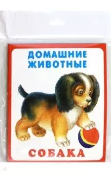 Домашние животные