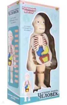 Игровая модель Маленький доктор. Изучаем строение человека