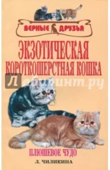 Экзотическая короткошерстная кошка. Плюшевое чудо