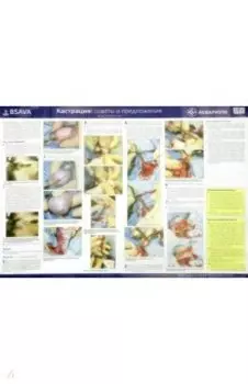 Плакат "Техника кастрации" 84х59 см. (в тубусе)