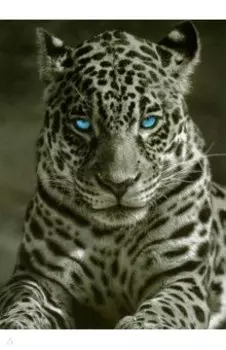 Раскрашивание по номерам Король ночи