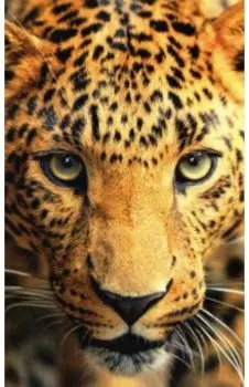 Раскрашивание по номерам Панно Леопард