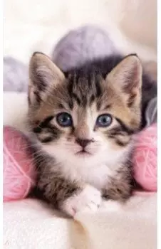 Раскрашивание по номерам Панно Пушистый малыш