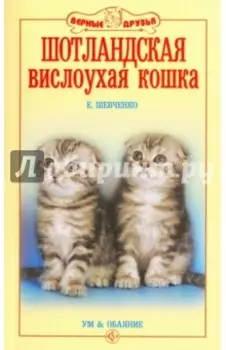 Шотландская вислоухая кошка. Ум и обаяние