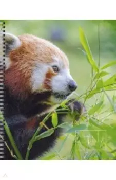 Тетрадь Дикие животные, А5, 80 листов, линия, в ассортименте