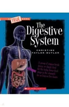 The Digestive System