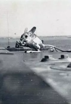 51. Баграм. Зачем в пустыне водолаз.