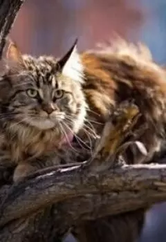 Агентство "Комфорт"