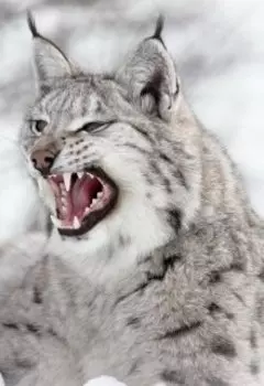 Айна - Дочь Звезд