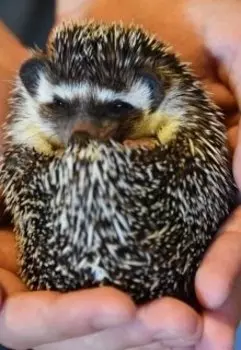 Анализ рассказа «лучше быть ежиком в Германии...»