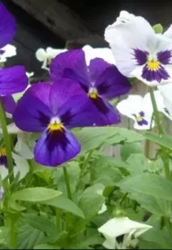 Анютины глазки. Сборник рассказов