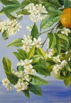 Апельсиновое дерево