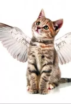 Арт-Сказка о Роуз