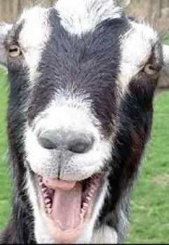 Бабка и козёл.