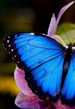 Бабочка в банке