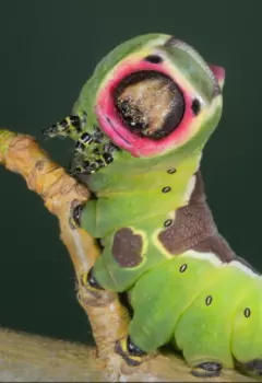 Бабочки-убийцы или прожорливые гусеницы