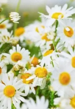 Бабушкины хлопоты