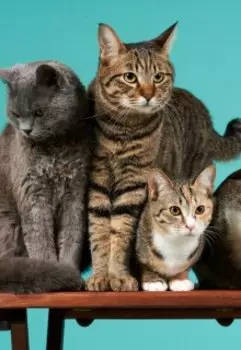 Барин, Волчица, Мячик и Гидеон