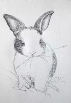 Бедный белый кролик