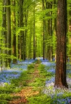 Битва за священный лес