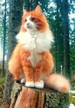 Благодарность