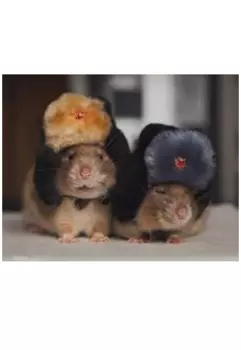 Боевые мыши , смешная история