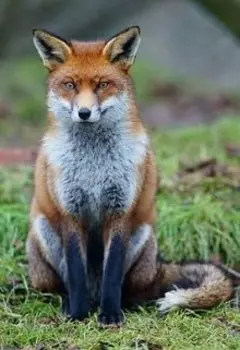 Большая, прекрасная сказка