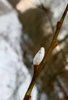 Больше не жена.