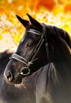 Болтая о лошадях