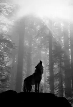 ~бродячая собака преследует~