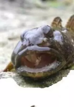 Бычки одесские