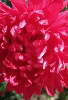 Цена желания