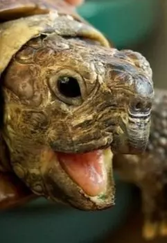 Черепаха Лера (сказка)