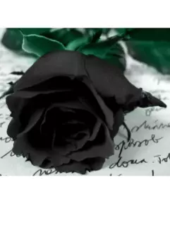 Чорна роза