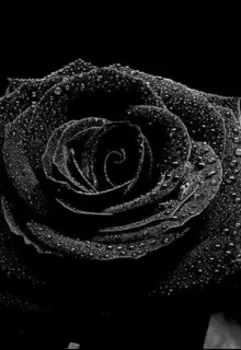 Чёрная Роза