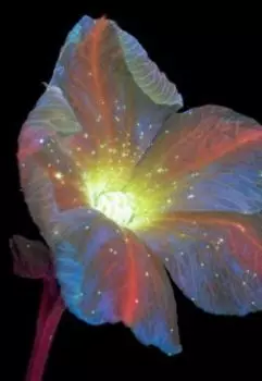 чудище и чудовище