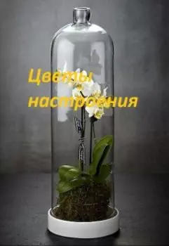 Цветы настроения