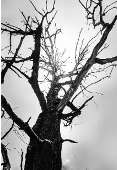 Дедушкины истории