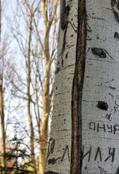 Дерево-Николай