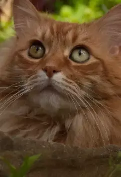 Дневник кота Роберта