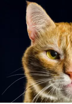 Домовой: возвращение